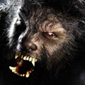 thewolfman-112108